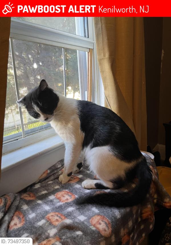 Lost Male Cat last seen Market Street between market Street and Michigan Avenue, Kenilworth, NJ 07033