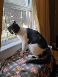 Lost Male Cat last seen Market Street between market Street and Michigan Avenue, Kenilworth, NJ 07033