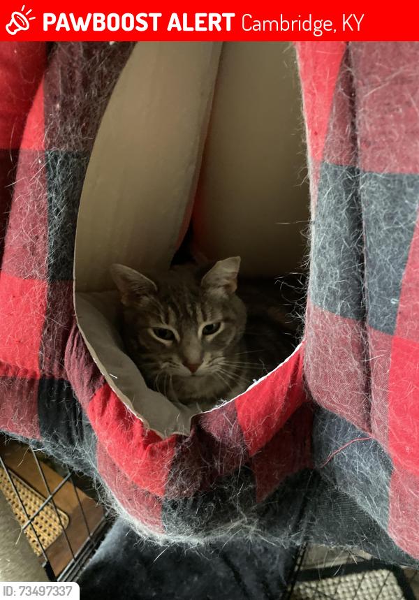 Lost Female Cat last seen Browns lane, Cambridge, KY 40220