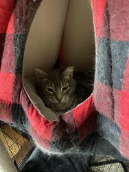 Lost Female Cat last seen Browns lane, Cambridge, KY 40220