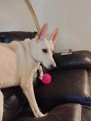 Reunited Male Dog last seen Mikes on Central, Toledo, OH 43608