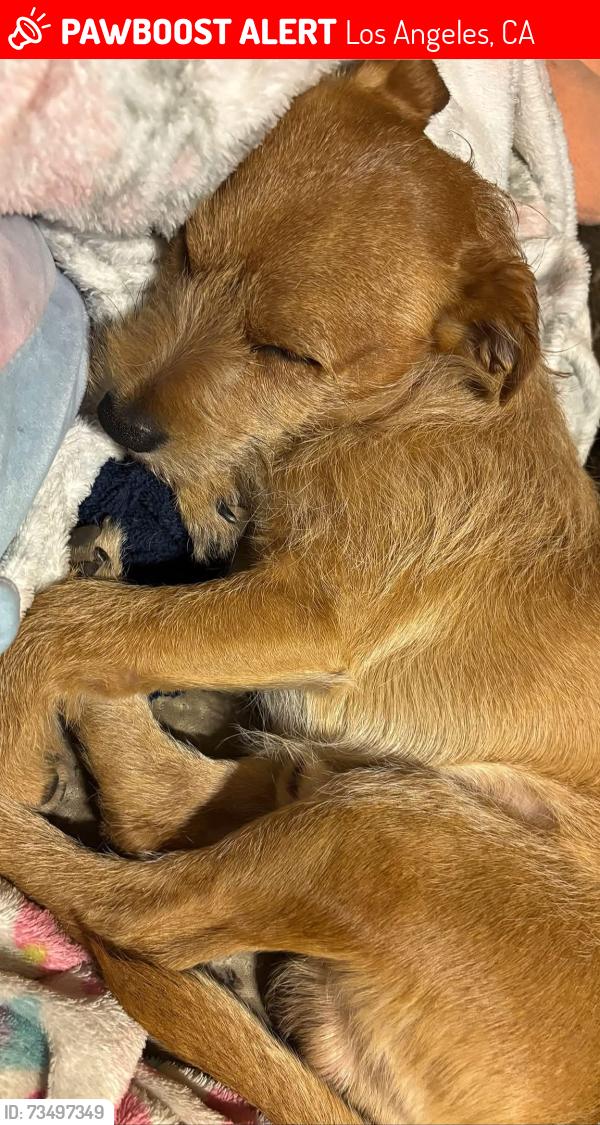 Lost Male Dog last seen Monitor & 112 st, Los Angeles, CA 90059
