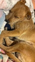Lost Male Dog last seen Monitor & 112 st, Los Angeles, CA 90059