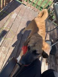 Lost Male Dog last seen Suncore, Commerce City, CO 80022