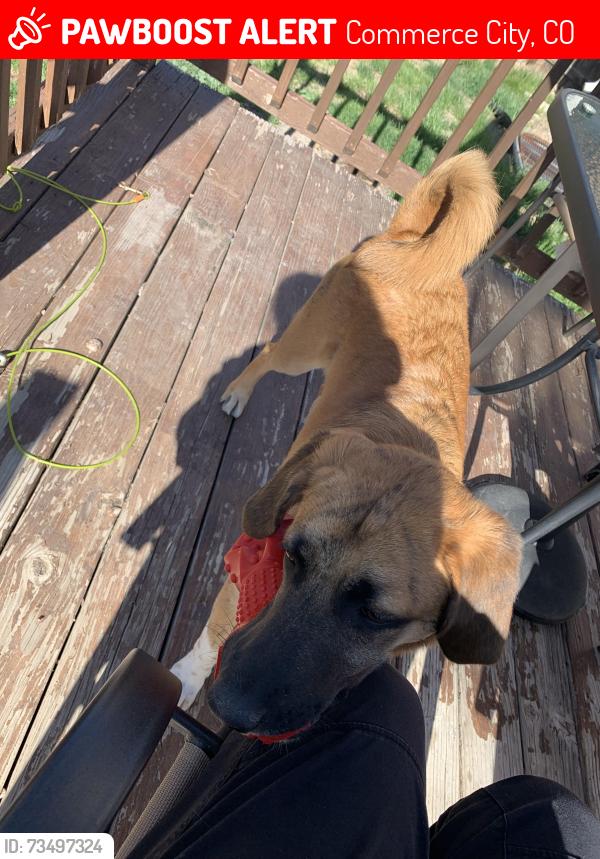 Lost Male Dog last seen Suncore, Commerce City, CO 80022