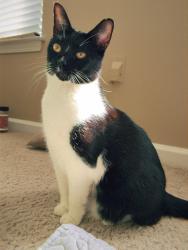 Reunited Female Cat last seen West WT Harriss, Worthington and Alexann apmts, Charlotte, NC 28262
