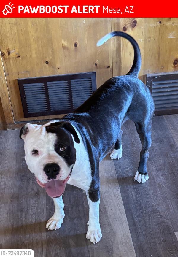 Lost Male Dog last seen Crismon Rd & Apache Trail, Mesa, AZ 85207
