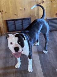 Lost Male Dog last seen Crismon Rd & Apache Trail, Mesa, AZ 85207