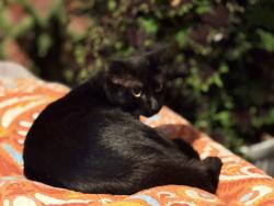 Reunited Female Cat last seen Brookwood, Crestview, FL 32536