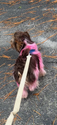 Lost Male Dog last seen Family Dollar Kissingbower Road, Augusta, GA 30904