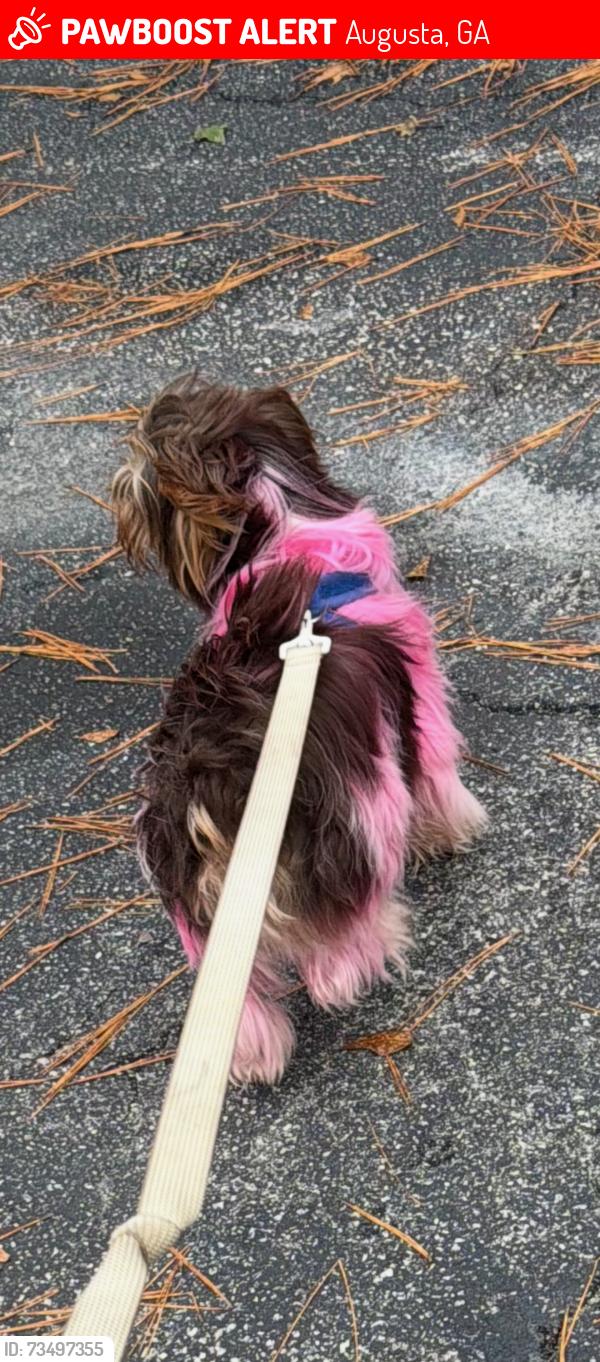 Lost Male Dog last seen Family Dollar Kissingbower Road, Augusta, GA 30904