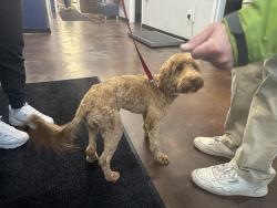 Reunited Female Dog last seen Loveland Avenue and 800 East, Salt Lake City, UT 84106