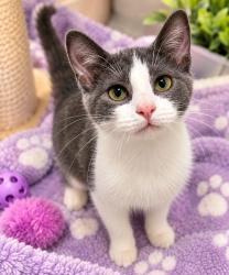 Shelter Stray Female Cat last seen , 5302 Stone St, Chattanooga, TN 37412, USA