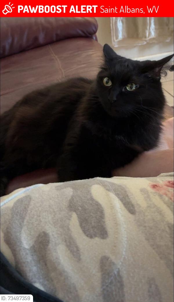 Lost Female Cat last seen High Street Saint Albans, Saint Albans, WV 25177