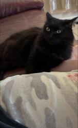 Lost Female Cat last seen High Street Saint Albans, Saint Albans, WV 25177