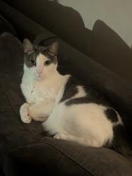 Reunited Female Cat last seen On Cricklewood St., Torrance, CA 90505