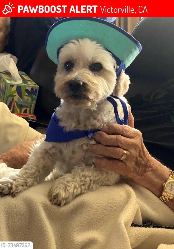 Lost Male Dog last seen Sea Gull Drive in Spring Valley Lake, CA, Victorville, CA 92395
