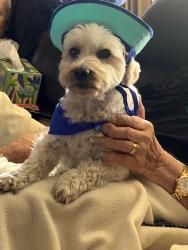 Lost Male Dog last seen Sea Gull Drive in Spring Valley Lake, CA, Victorville, CA 92395