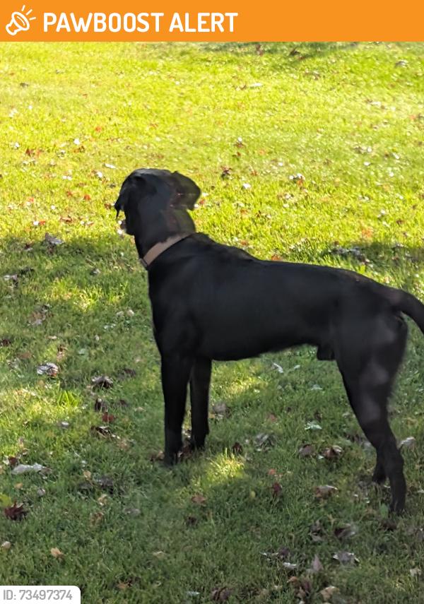 Found/Stray Male Dog last seen At 105th St. NW and 264th Ave. NW, Livonia Township, MN 55398