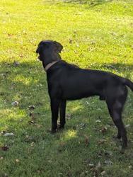 Found/Stray Male Dog last seen At 105th St. NW and 264th Ave. NW, Livonia Township, MN 55398