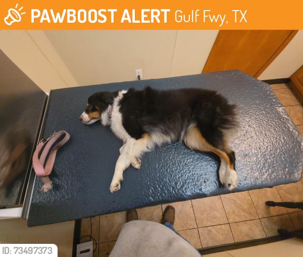 Found/Stray Female Dog last seen Gulf frwy feeder, Gulf Fwy, TX 77598