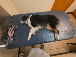 Found/Stray Female Dog last seen Gulf frwy feeder, Gulf Fwy, TX 77598
