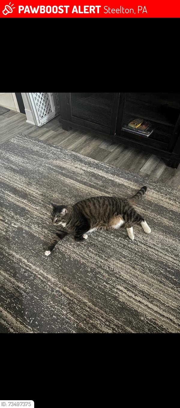 Lost Male Cat last seen Saint Mary’s Drive, Steelton, PA 17113