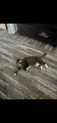 Lost Male Cat last seen Saint Mary’s Drive, Steelton, PA 17113