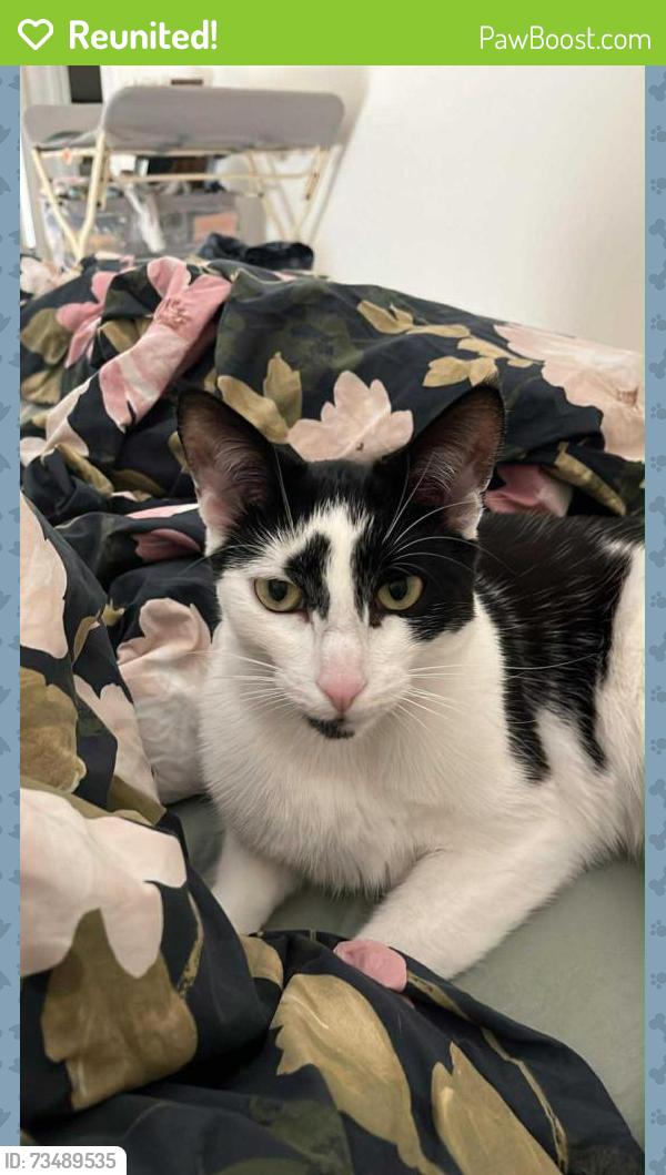 Reunited Male Cat last seen Near Dunn Drive, Los Angeles, CA 90034