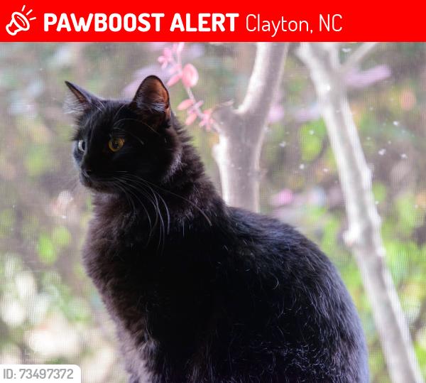 Lost Male Cat last seen Grovewood Drive, Clayton, NC 27520