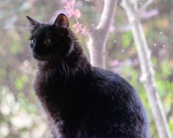 Lost Male Cat last seen Grovewood Drive, Clayton, NC 27520