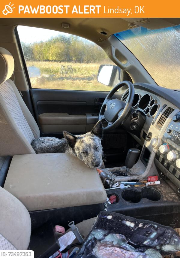 Found/Stray Male Dog last seen NCR 3070, Lindsay, OK 73052