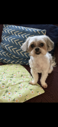 Lost Female Dog last seen 156th ST SW, Lynnwood, WA 98087