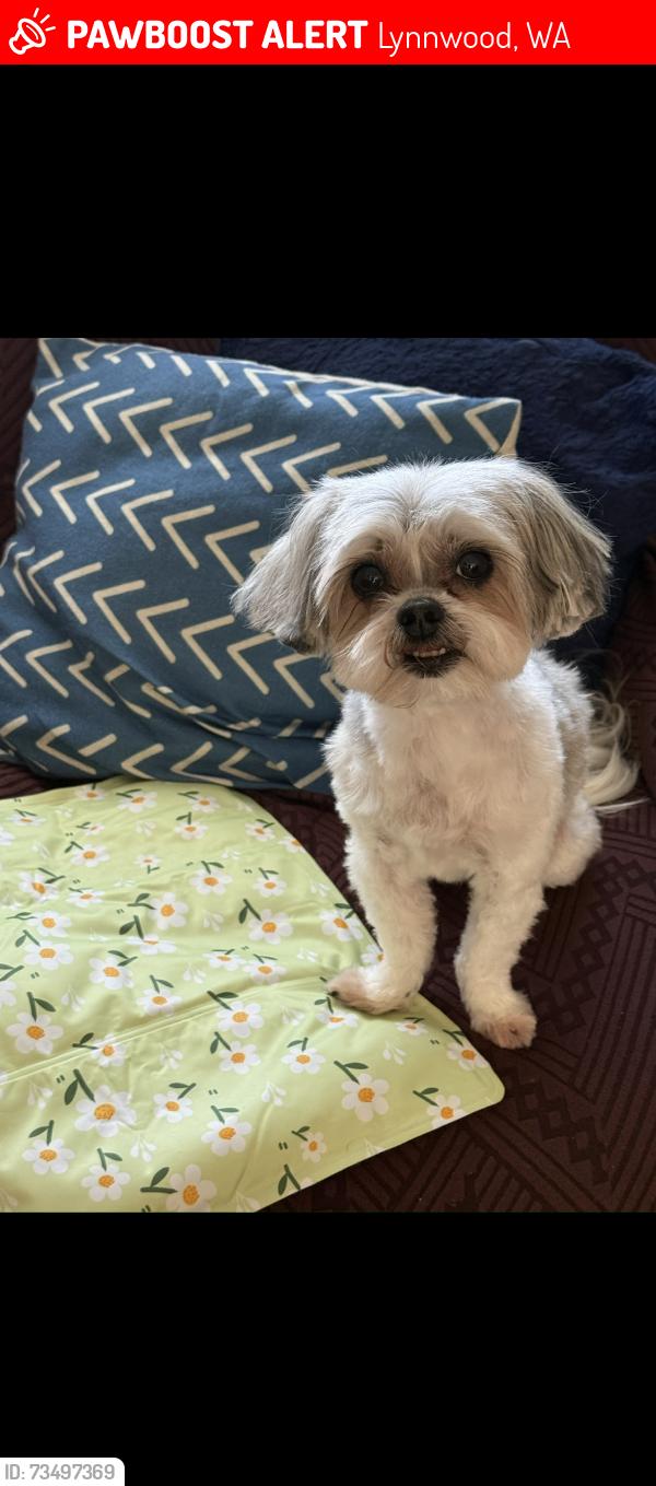 Lost Female Dog last seen 156th ST SW, Lynnwood, WA 98087