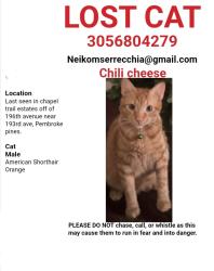 Lost Male Cat last seen 193rd avenue, Pembroke Pines, FL 33029