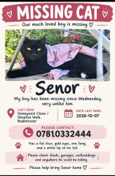 Reunited Male Cat last seen Bartlett bridge. Shepton walk. Bedminster road., Bedminster, England 
