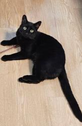 Reunited Male Cat last seen Cornerstone apmts, Elsmere, KY 41018