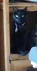 Lost Male Cat last seen Near N 76th Lane, Peoria, AZ 85345