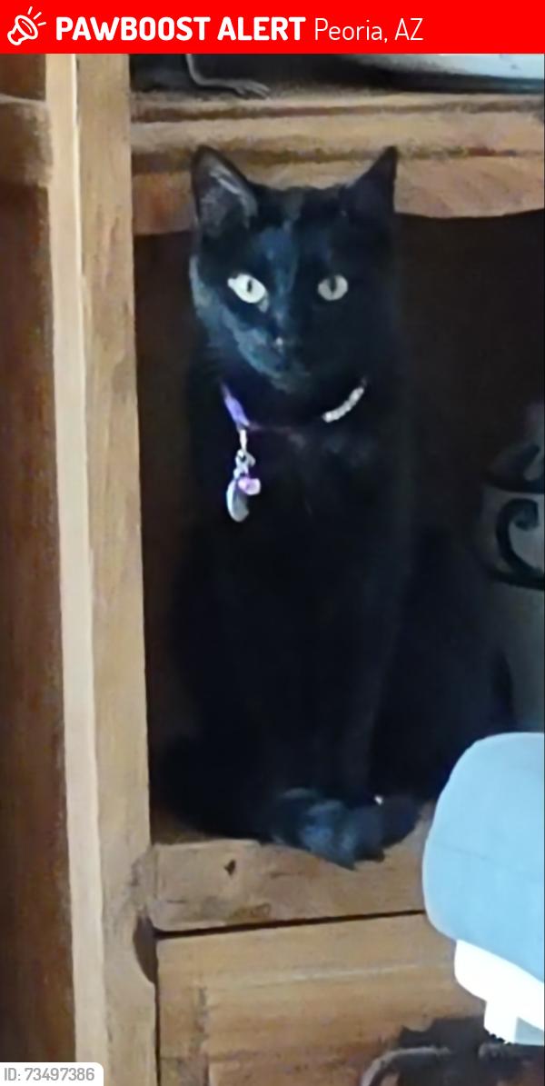 Lost Male Cat last seen Near N 76th Lane, Peoria, AZ 85345