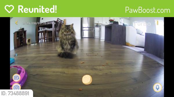 Reunited Female Cat last seen Harley Davidson Blvd, Columbia, TN 38401