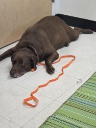 Reunited Female Dog last seen Spring stuebner feeder road, Cornelius nursery, Spring, TX 77379