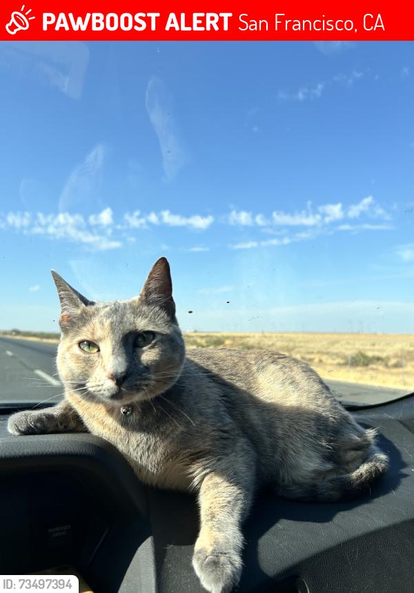 Lost Female Cat last seen Alemany boulevard, San Francisco, CA 94112