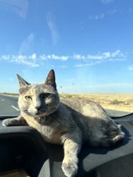 Lost Female Cat last seen Alemany boulevard, San Francisco, CA 94112