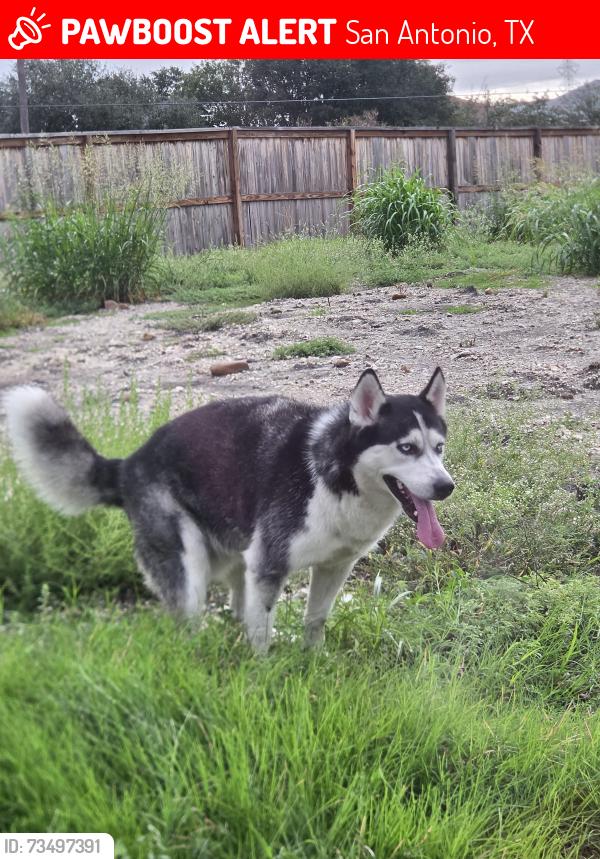 Lost Unknown Dog last seen Village Lake, San Antonio, TX 78244