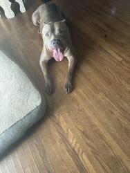 Reunited Male Dog last seen N may ave near Nichols hills, The Village, OK 73120
