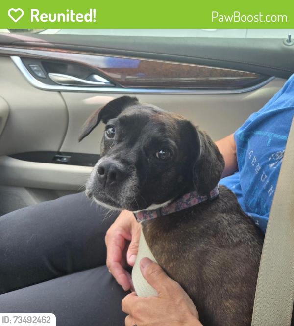Reunited Female Dog last seen Twin Creeks 1 subdivision. Hunters Creek Ct and Del Rio Dr., Allen, TX 75013