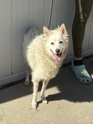 Shelter Stray Female Dog last seen Near BLOCK DEERING ROAD, 3528 Newburg Rd, Louisville, KY 40218, USA