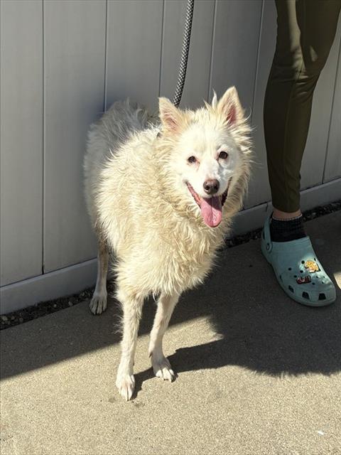 Shelter Stray Female Dog last seen Near BLOCK DEERING ROAD, 3528 Newburg Rd, Louisville, KY 40218, USA