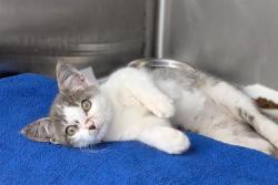 Shelter Stray Male Cat last seen CHARLOTTE, 8315 Byrum Dr, Charlotte, NC 28217, USA