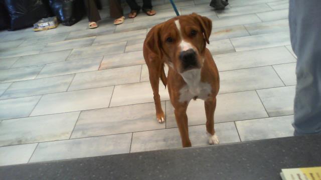 Shelter Stray Male Dog last seen CHARLOTTE, 8315 Byrum Dr, Charlotte, NC 28217, USA